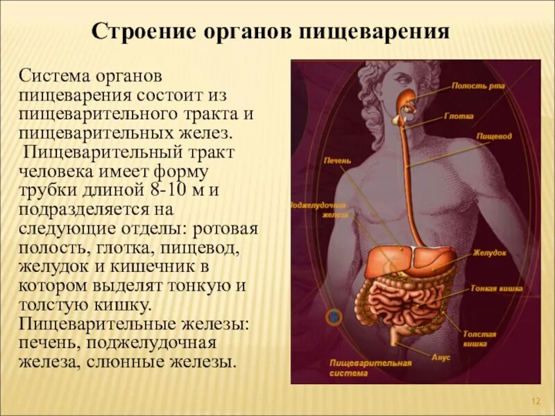 Пищеварительная система человека. Строение системы пищеварения. Пищеварительная система человека анатомия. Строппие органов пищеварения. Происхождение пищеварительной системы