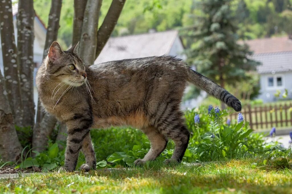 Звуки гуляющих котов. Кот в профиль. Кошачий профиль. Котов в саду. Садовый кот.