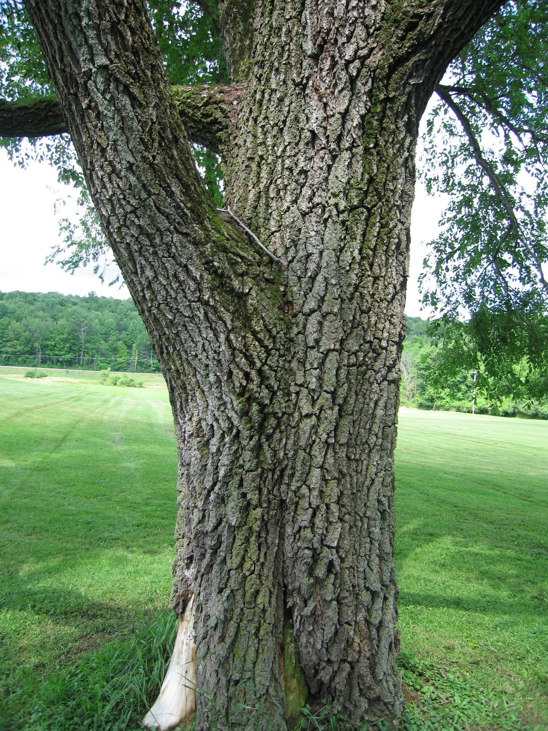 ближайший дуб