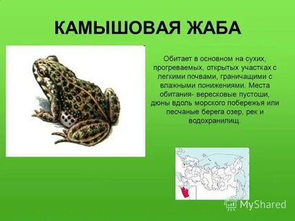 Камышовая жаба красная книга