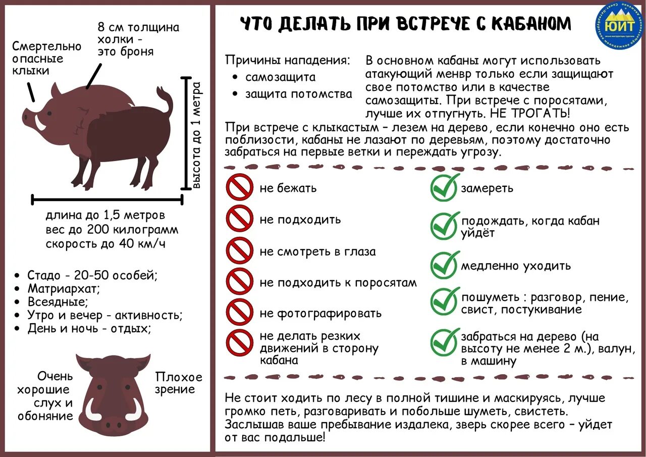 Памятка при встрече с кабаном. Безопасное поведение при встрече с диким кабаном. Что делать при встрече с дикими животными. Памятка при встрече с диким животным. Поведение при встрече с диким животным