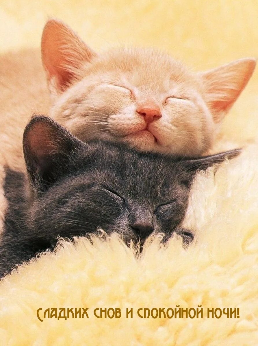 Спокойной ночи любимая обнимаю крепко крепко. Спокойной ночи любимая обнимаю крепко крепко. Спокойной ночи любимая обнимаю крепко крепко. Спокойной ночи целую обнимаю. Спокойной ночи любимая обнимаю крепко крепко.