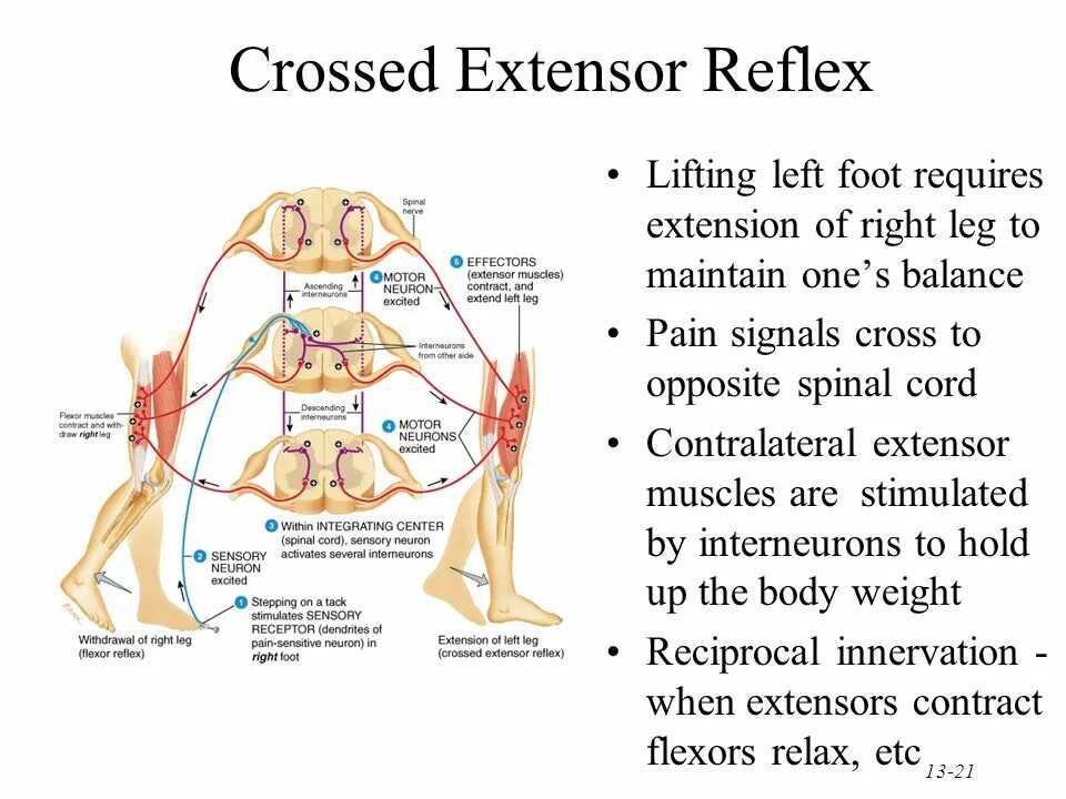 Рефлекс лифта. Crossed extensor Reflex. Spinal extensor muscles. Spinal Cord Reflexes.