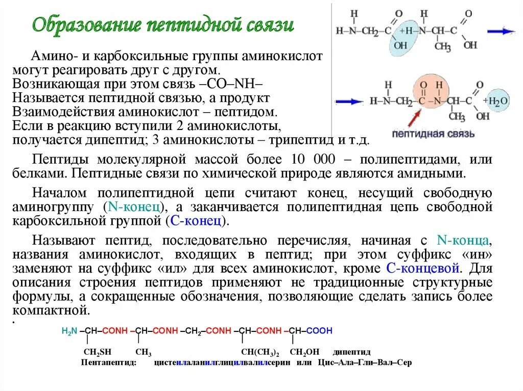 Образование пептидной связи происходит в. Образование пептидной связи. Механизм образования пептидной связи. Реакция образования пептидной связи. Особенности образования пептидной связи.