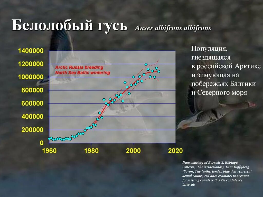 Численность белолобого гуся в России. Скорость полета гуся белолобого. Карта миграции гусей. Миграция гусей. Скорость полета гуся