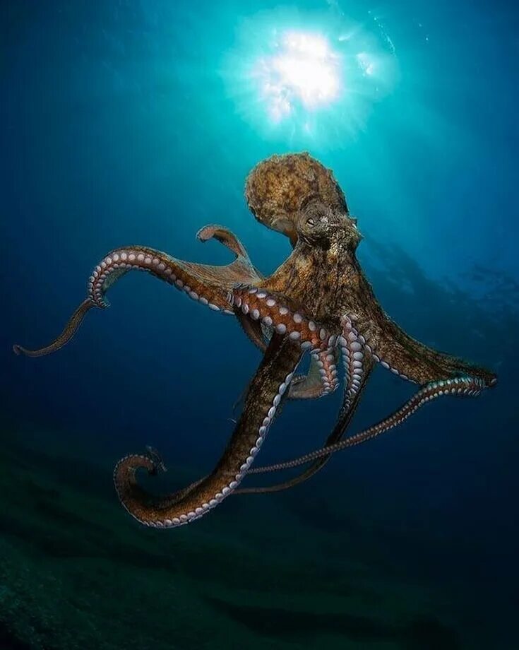 Осьминог в природе. Осьминог Octopus vulgaris. Октопус вульгарис. Головоногий моллюск Кракен. Длиннощупальцевый Спрут.