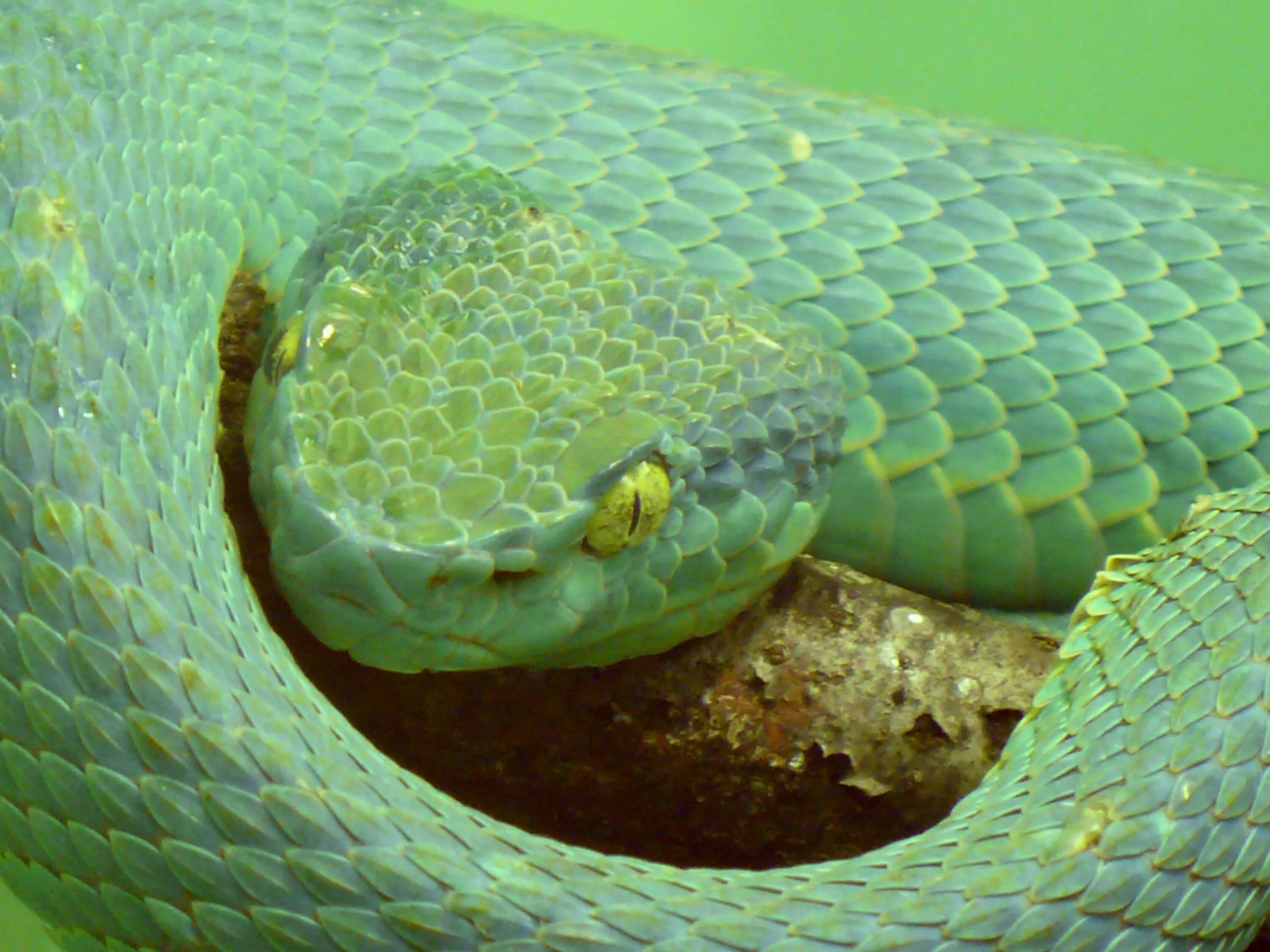Индийский про змею. Ямкоголовая гадюка. Змея Аспид зеленый. Голубая куфия змея. Желтогубый ботропс.