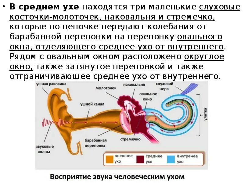 В среднем ухе расположены три косточки. Что находится в среднем ухе. В среднем ухе находятся три слуховые косточки. В среднем ухе находятся три косточки молоточек наковальня стремечко. В среднем ухе расположены 3