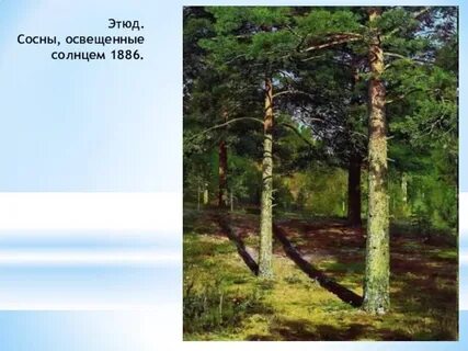 И старые сосны освещенные холодным огнем