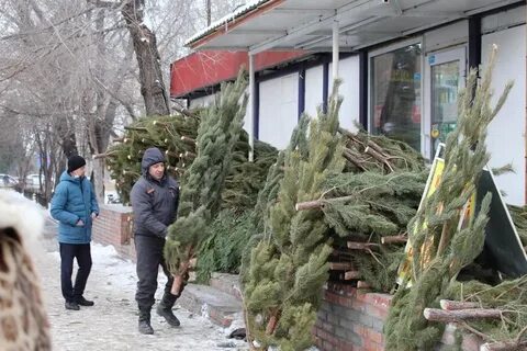 Елочный базар красногорск