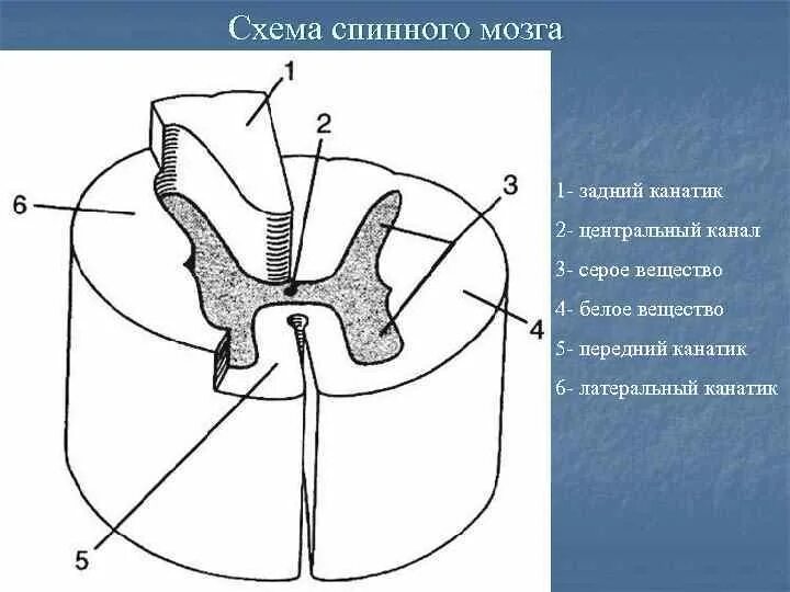 Передний столб спинного мозга. Задние канатики белого вещества спинного мозга. Строение спинного мозга столбы. Боковой канатик белого вещества спинного мозга. Передний канатик спинного мозга.