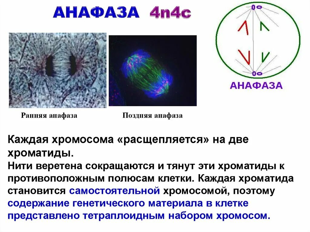 Период анафазы
