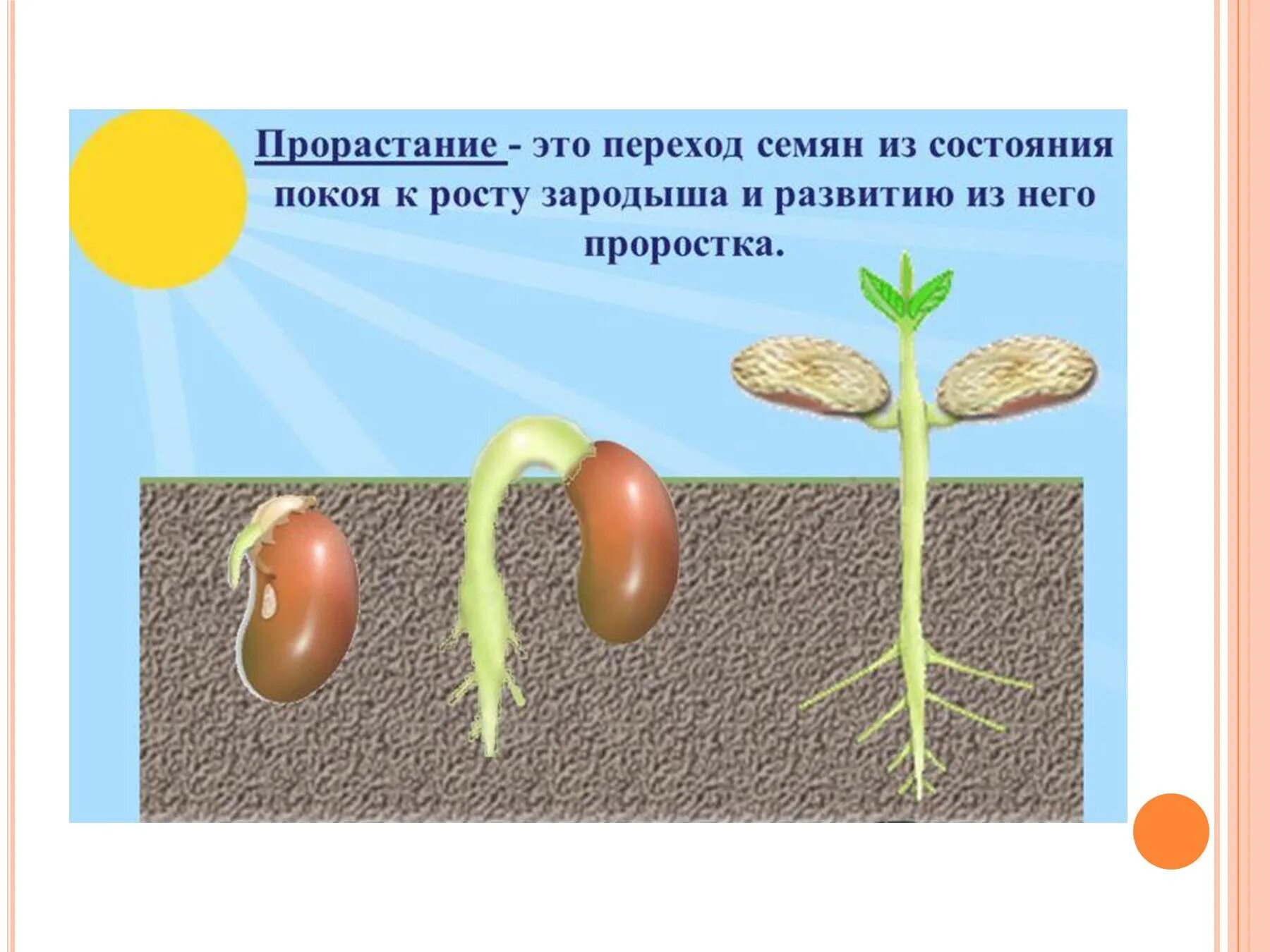 Семя фасоли в сформированном зародыше фасоли хорошо. Стадии прорастания семян фасоли. Стадии прорастания семян фасоли рисунок. Этапы прорастания семян фасоли. Проращивание семян фасоли этапы.