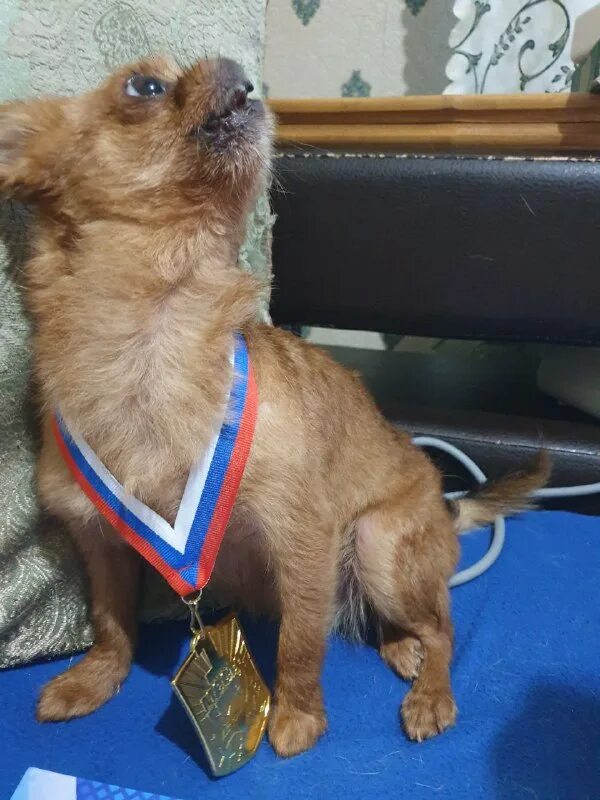 потеряшки брянская область. потеряшки брянская область. писечка маленькая собачка. потеряшки брянская область. потеряшки брянская область.