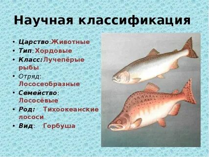 Классификация животных рыбы