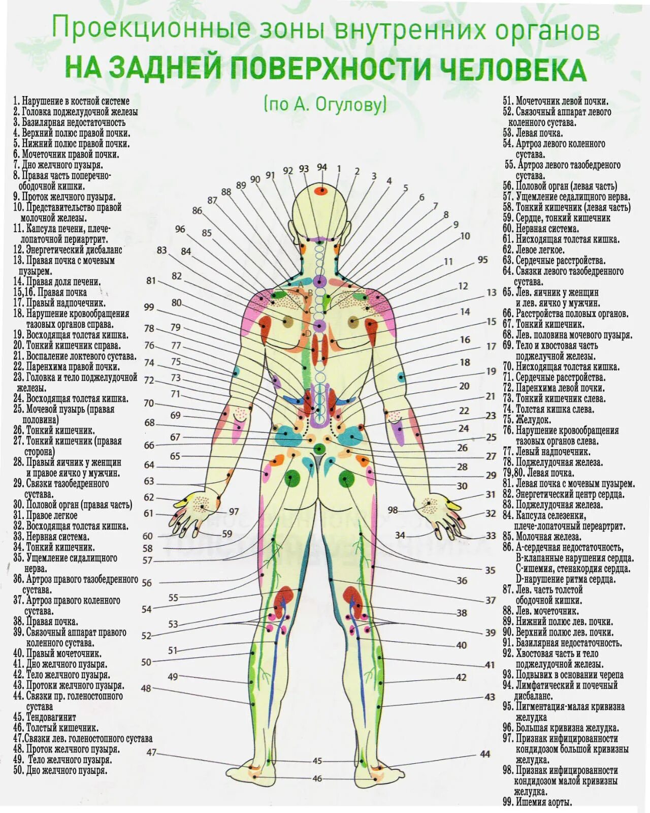Названия точек человека. Огулов проекционные зоны внутренних органов. Проекционные зоны на лице человека по Огулову. Проекции внутренних органов на теле человека по Огулову. Огулов проекционные зоны внутренних органов на теле человека.