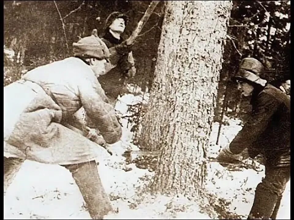 Хиль у леса