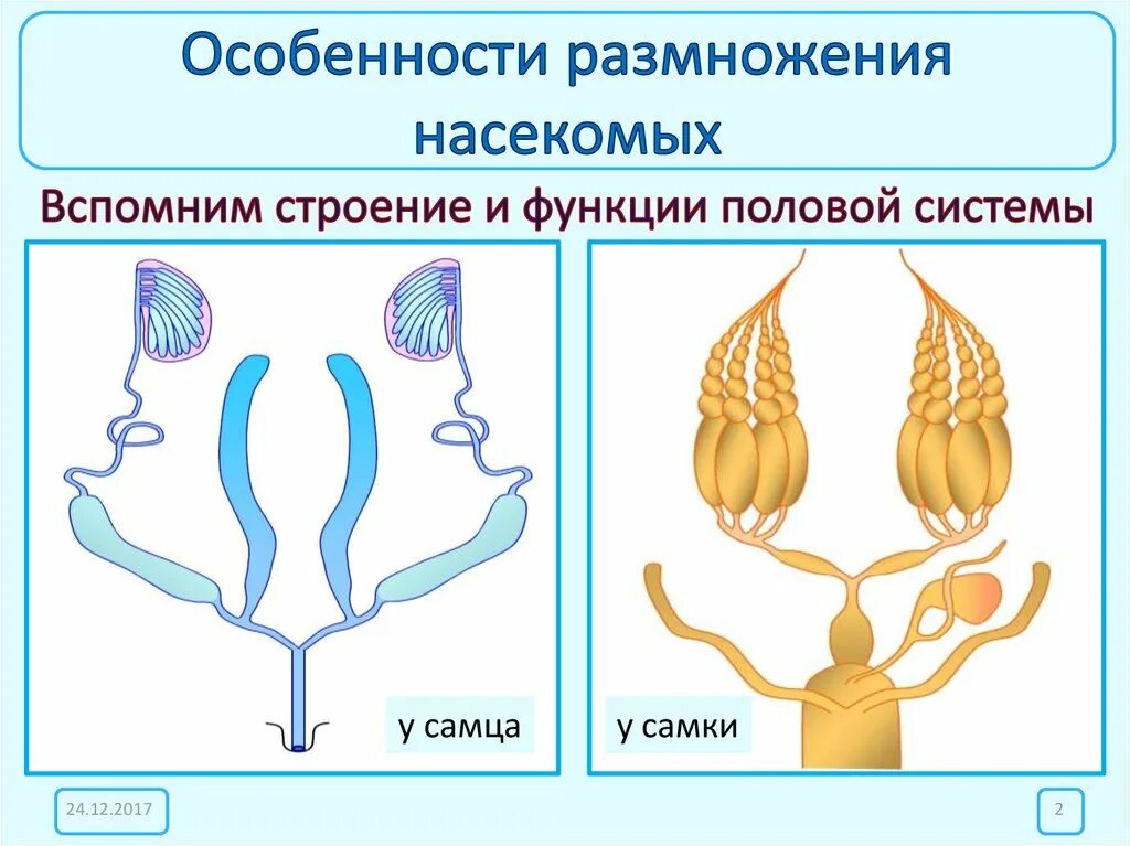 Система размножения у насекомых. Половая система насекомых. Строение половой системы. Строение половой системы насекомых.