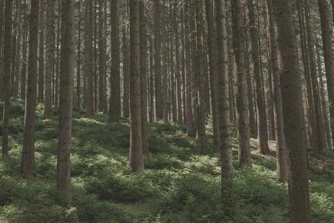 Forest 7