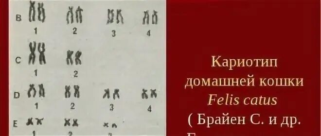 Количество хромосом у кошки. Кариотип домашней кошки. Кариотип кошки количество хромосом. Сколько хромосом у собаки и кошки.