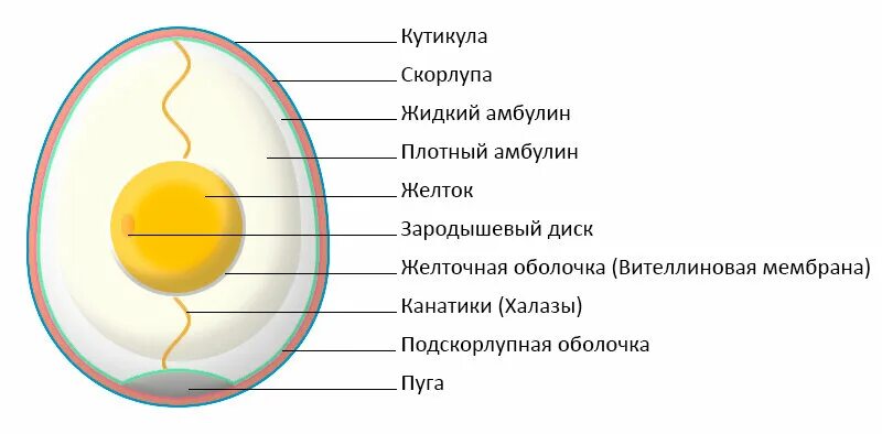 Функция желтка. Строение яйца кутикула. Строение скорлупы яйца птицы. Строение и химический состав яйца. Строение яйца птицы с зародышем.