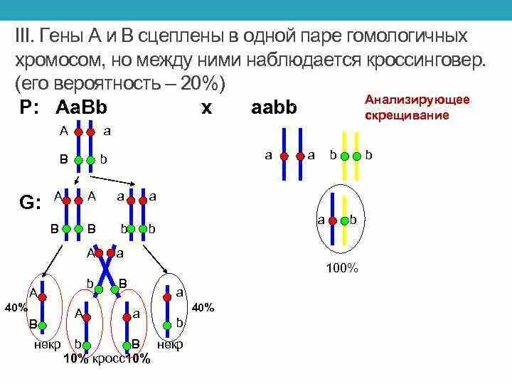 Сцепленное наследование скрещивание. Схема расположения сцепленных генов. Схема анализирующего скрещивания при полном сцеплении генов:. Расщепление 1 к 1 сцепленное наследование. 3 гена расстояние