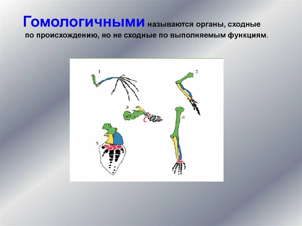 Выберите пример гомологических органов