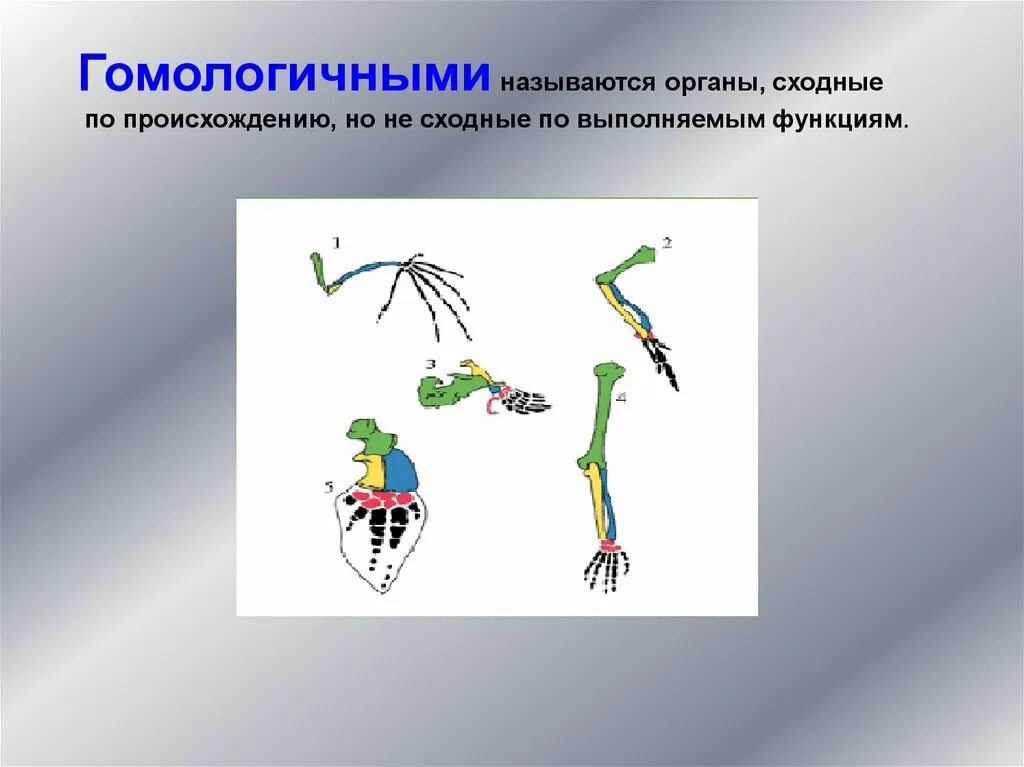 Сходные по строению функциям и происхождению. Гомологичными называются. Гомологичные органы. Назовите Гомологические органы. Гомологичными называются гомологичными.