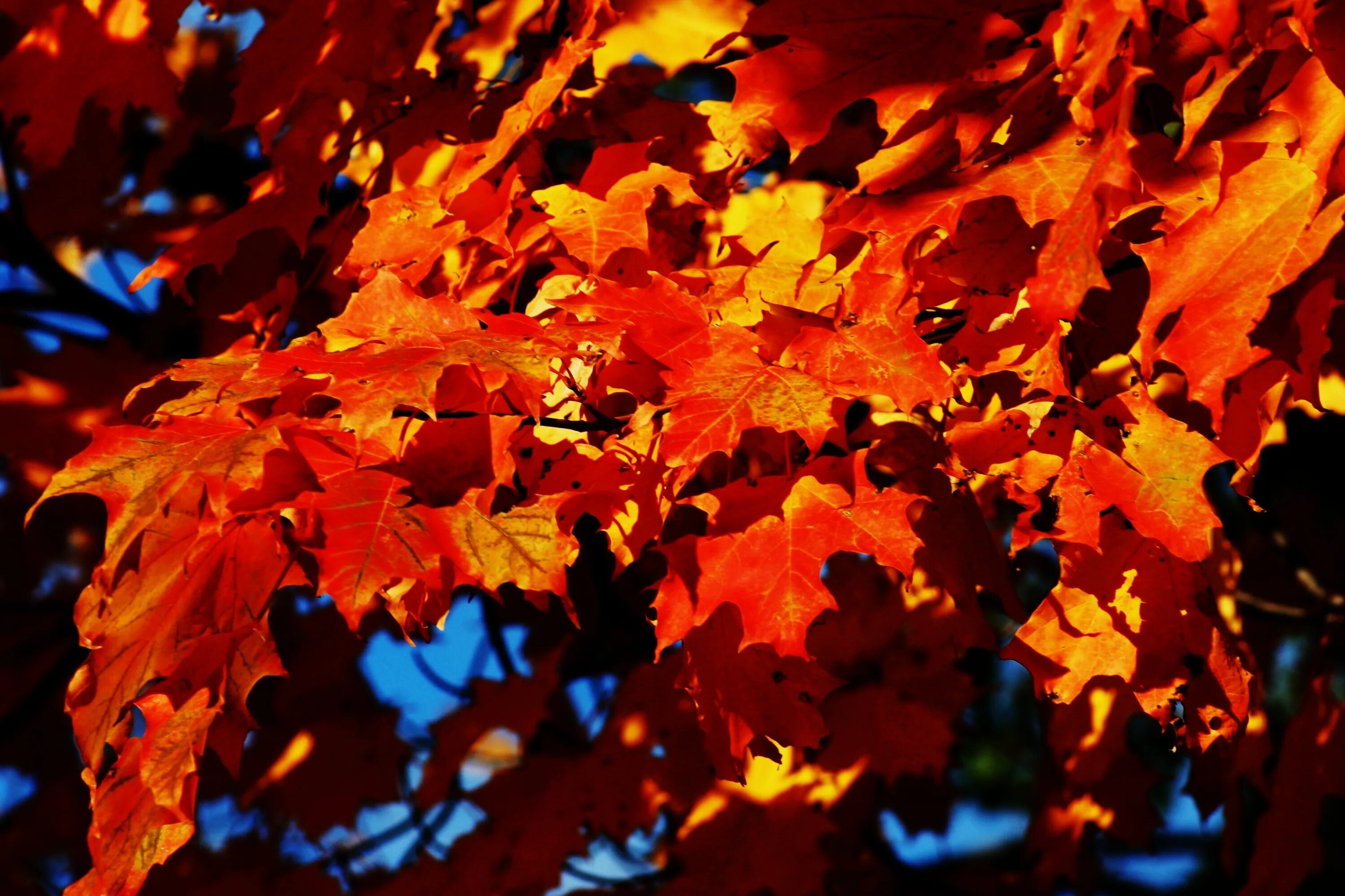 Клен красный autumn Radiance. Кленовый лист. Яркий кленовый лист. Осенняя листва. Ворох желтых листьев