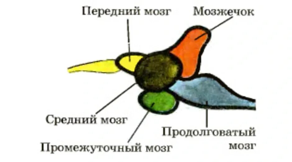 Строение головного мозга у руб. Отделы головного мозга рыбы схема. Строение головного мозга рыбы. Строение головного мозга отделы головного мозга рыбы.