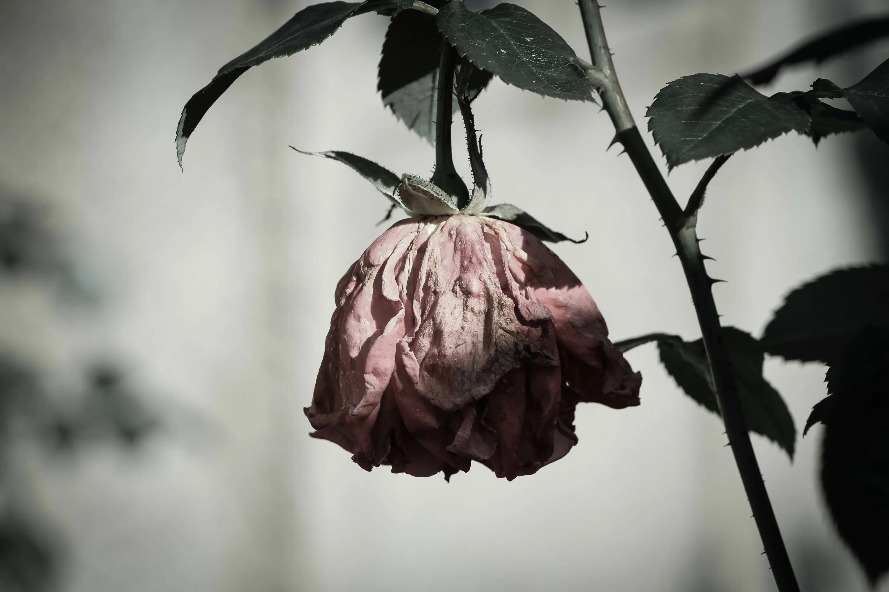 Sad us. Sad rose. rose sad die. the sadness of the rose. depressed photos wallpaper.