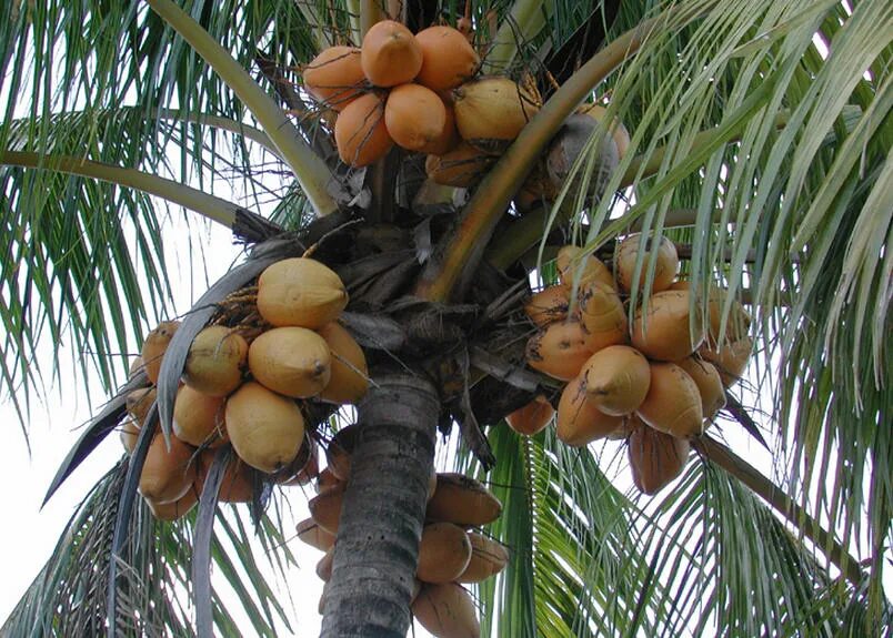 пальмовое масло.