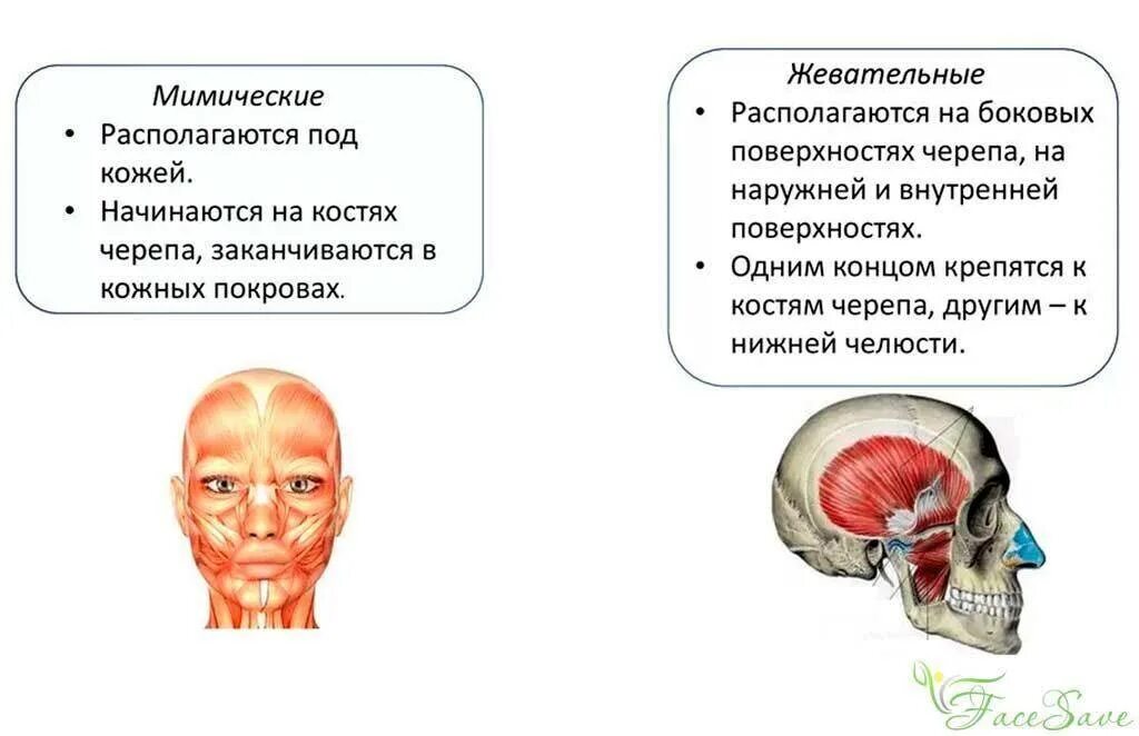Какие функции выполняет лицо. Мышцы головы мимические и жевательные строение и функции. мышцы головы жевательные и мимические мышцы. мышцы головы жевательные мышцы функции. функции мимических мышц головы.