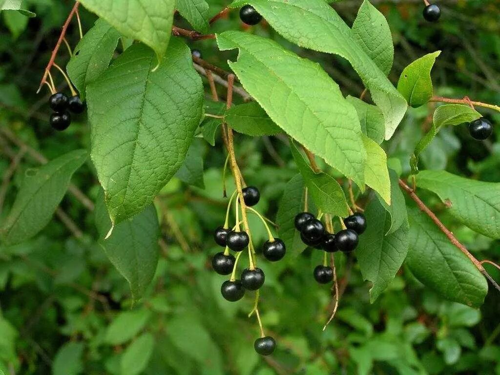 Bird cherry