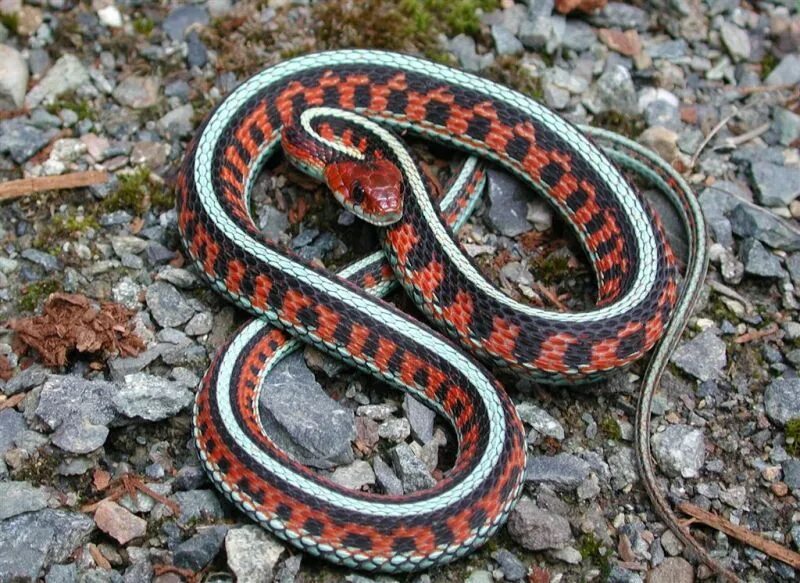 Змеи тайги. Калифорнийская Краснобокая Garter Snake змея. Подвязочная змея обыкновенная. Голубая подвязочная змея. Подвязочная змея альбино.