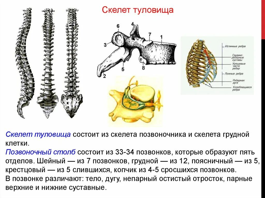 Скелет туловища это. Скелет туловища это