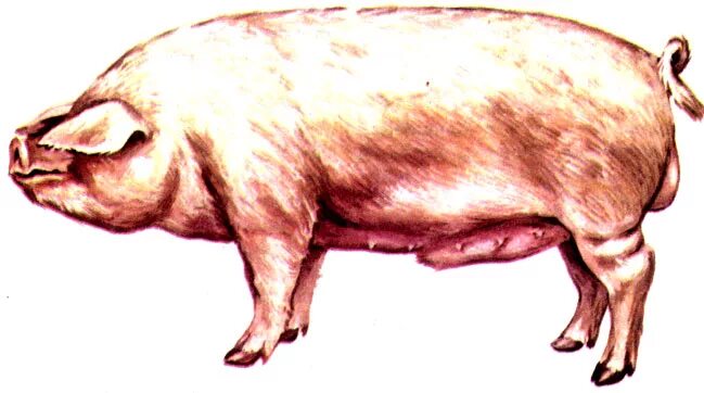 Ливенская свинья. Ливенская порода свиней. Ливенская порода поросят. Крупная белая Ливенская свинья. Хряк породы Ливенская.