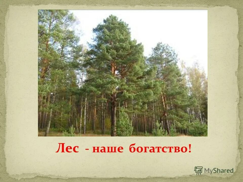 Богатства нашей родины. Лес наше богатство. Лес наше богатство рисунки. Надпись лес наше богатство. Тема лес наше богатство.