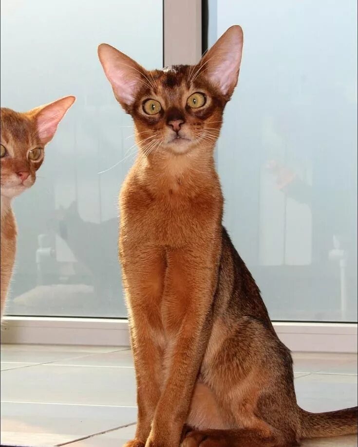 Абиссинская кошка. Абиссинская кошка. Абиссинская кошка. Кошка абе абиссинская. Абиссинская кошка.