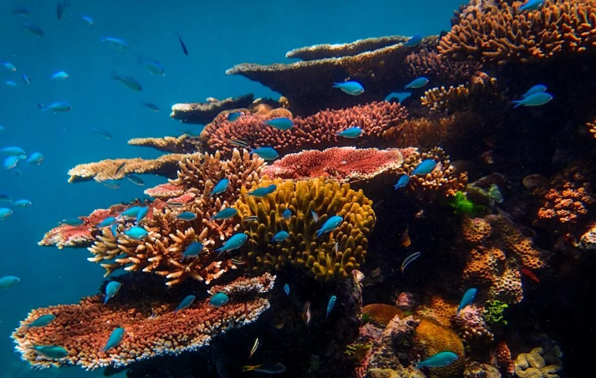 Great barrier reef corals. Большой Барьерный риф Австралия. Барьерный риф Белиз. Австралия Барьерный риф кораллы. Морской парк на рифах Туббатаха.