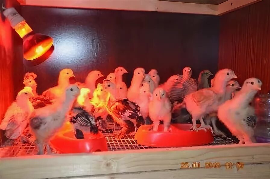 Купить цыплят в тульской
