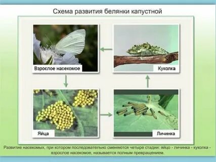 Тип развития капустной белянки