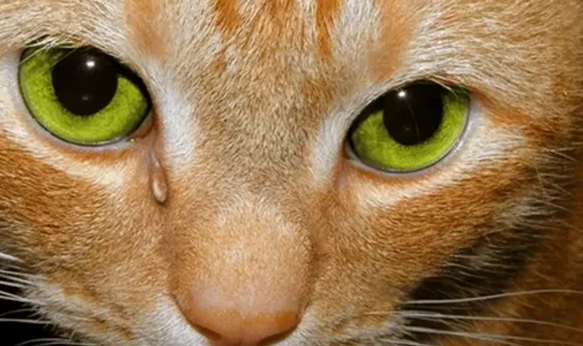Плач котят. Кошка плачет. Котенок с зелеными глазами. Кошачьи слезы. Плачущий рыжий кот.