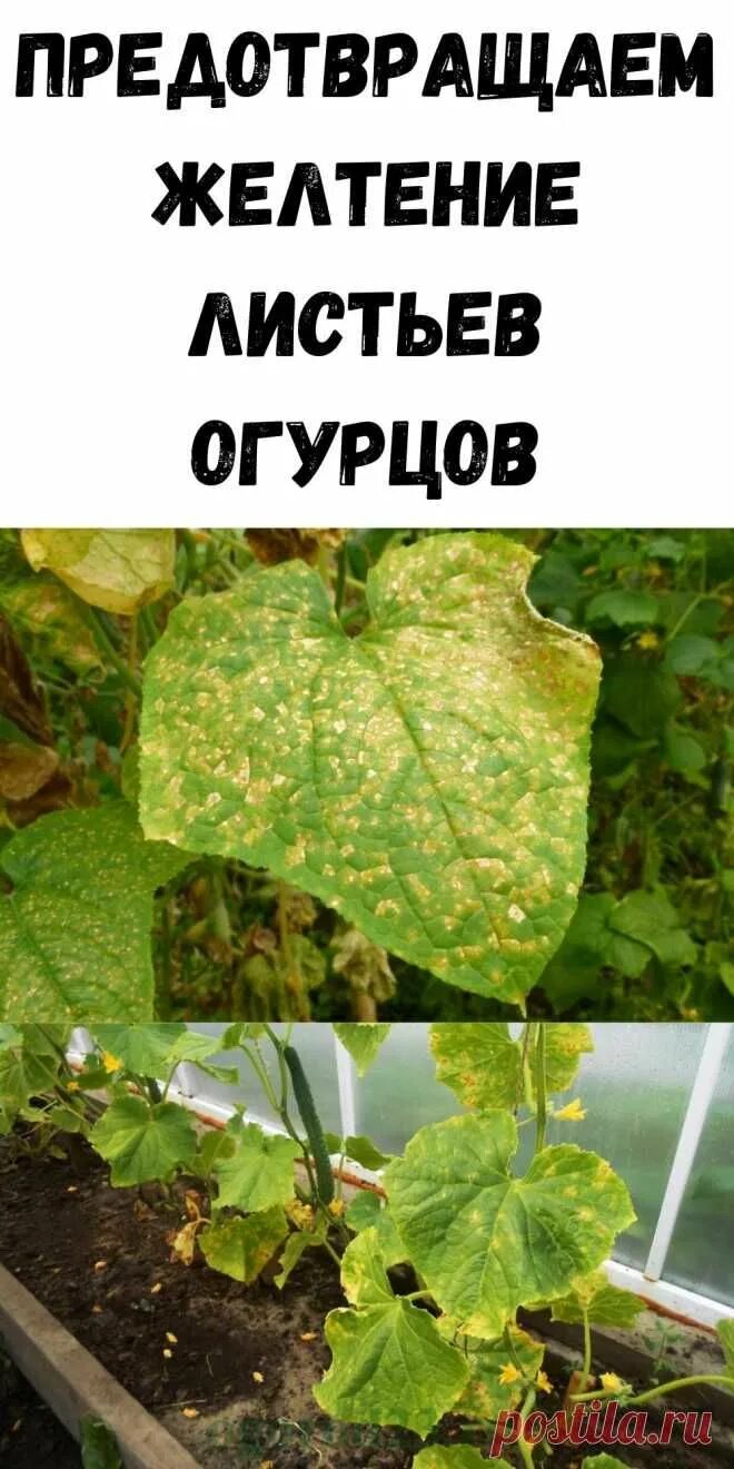 По листьям огурцов определить что им. Листья огурцов. огурцы нехватка элементов по листьям. желтеют листья на огурцах чего не хватает. нехватка по листу огурца.