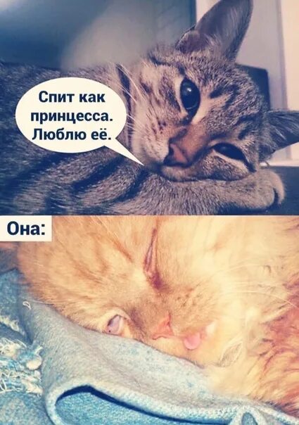 Полюбил спящую