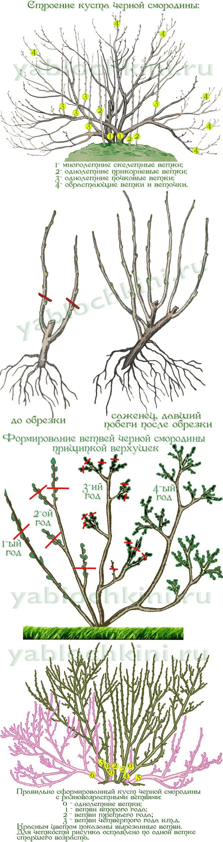 Обрезка чёрной смородины осенью схема. Схема обрезки крыжовника весной. Схема обрезки крыжовника осенью. Схема обрезки смородины весной. Как обрезать жимолость весной для начинающих