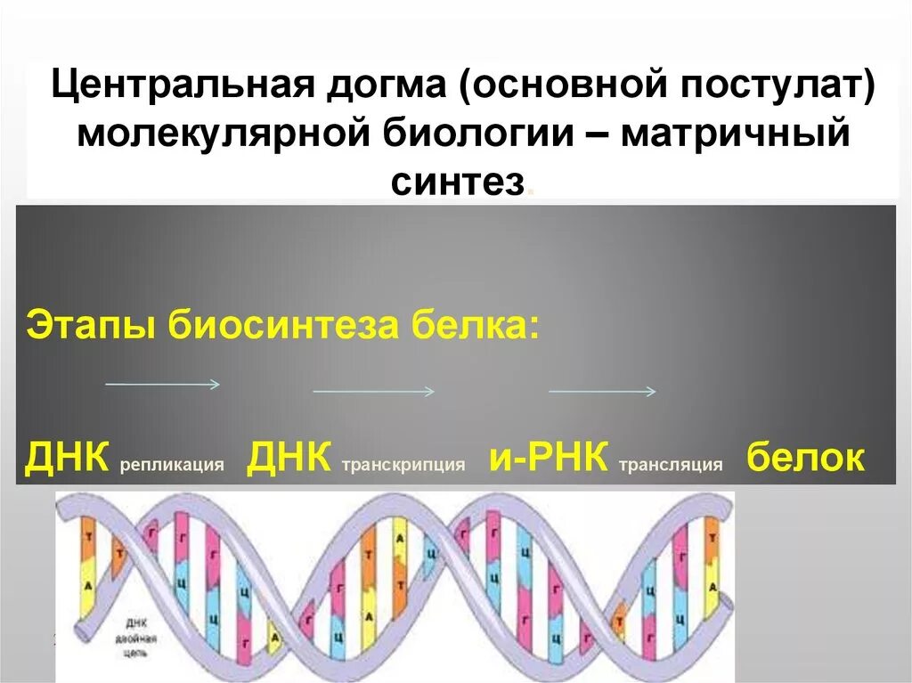 Последовательность транскрипции трансляции. Биосинтез белка репликация транскрипция трансляция. Этапы биосинтеза белка ДНК. ДНК транскрипция РНК трансляция белок. Этапы транскрипции биосинтеза белка.