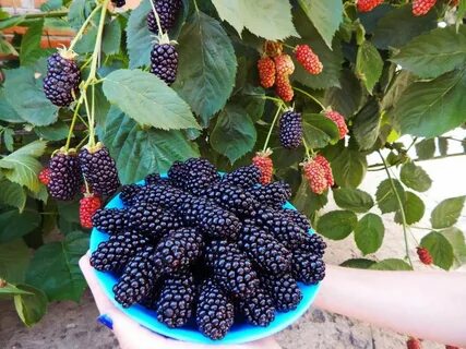 Кустарник ежемалина