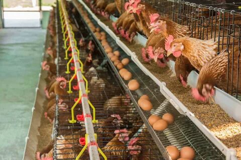Breeding farm