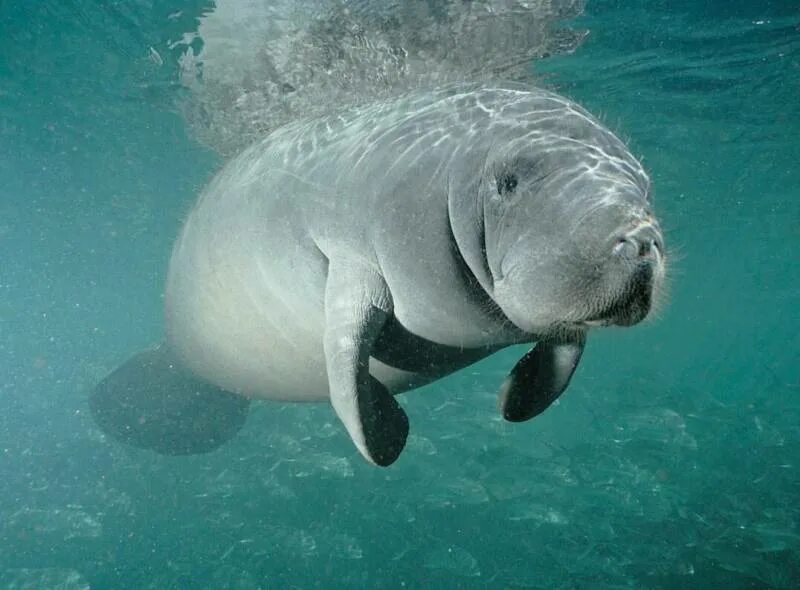 Стеллерова морская корова. Дюгонь морская корова. Карибские ламантины. Дюгонь морская корова. Ламантин анатомия.